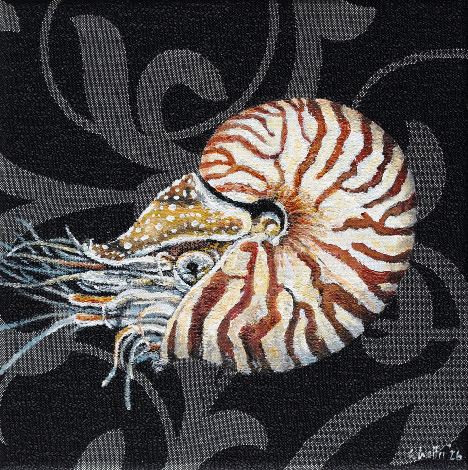 Ein Nautilus schwimmt auf einem schwarzen Stoff mit silbernen Muster